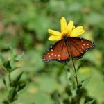 MysteryCruise_0056 (September 06, 2013)